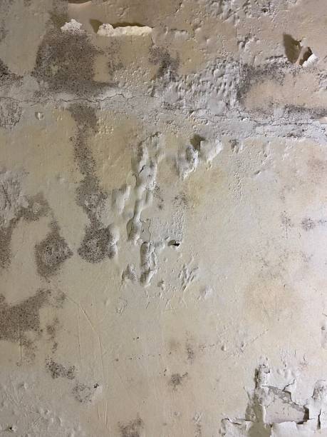Best Emergency Mold Remediation in Old Brookville, NY