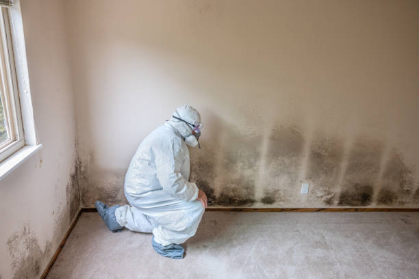 Best HVAC Mold Remediation in Old Brookville, NY
